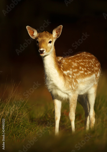 Fallow deer fawn standing in the grass at sunrise