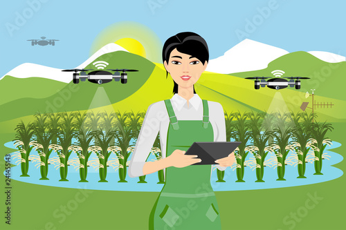 Farmer and drone are watering rice in a field. Smart farming