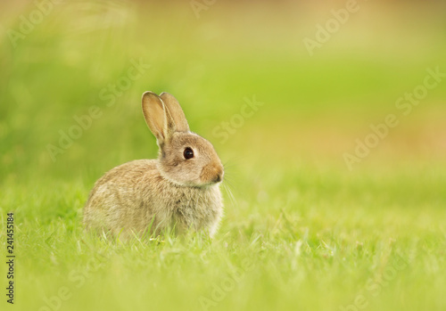 Wild young rabbit sitting in the meadow