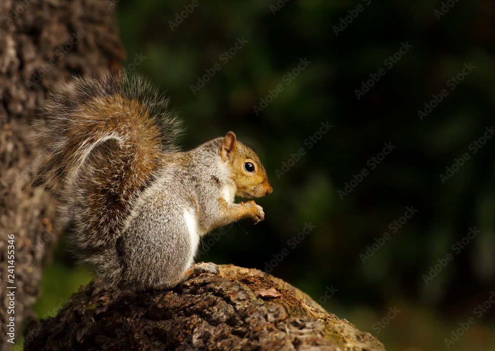Fototapeta premium Close up of a grey squirrel sitting on a tree log