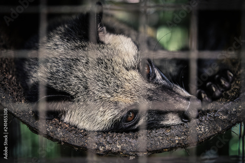 Luwak (civet cat) resting at the cage