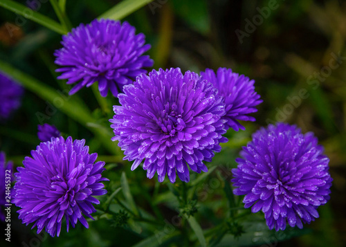 Beautiful Purple Aster Flowers