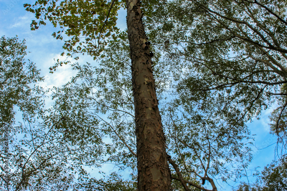 Fototapeta premium Tall tree