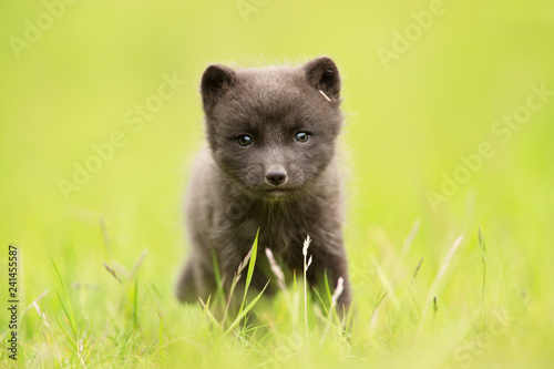 Arctic fox cub in the grass field © giedriius