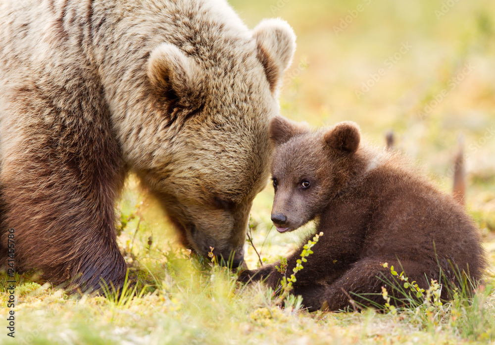 Eurasian brown bear and her playful cub Eurasian brown bear and her playful cub