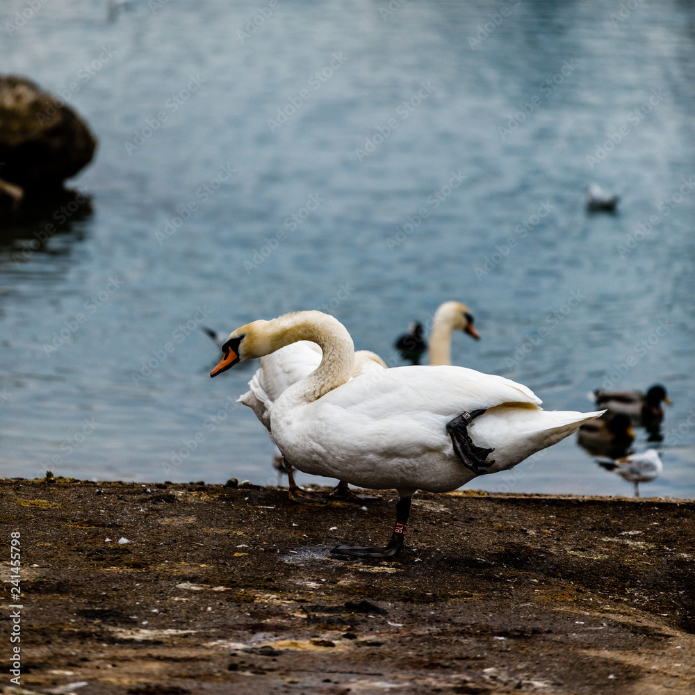 Fototapeta premium Swan in Maribor, Slovenia