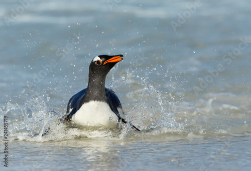 Gentoo penguin splashing in water while diving
