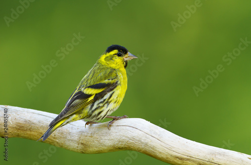 Eurasian siskin perching on a tree branch against green background © giedriius