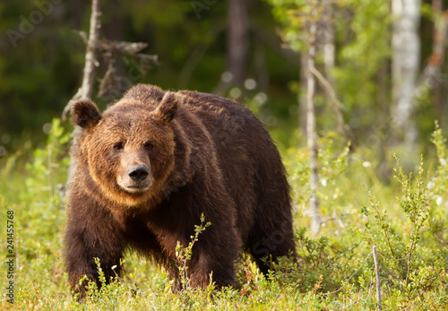 Close-up of European brown bear male in the forest