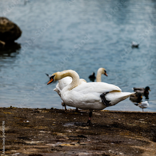 Swan in Maribor, Slovenia