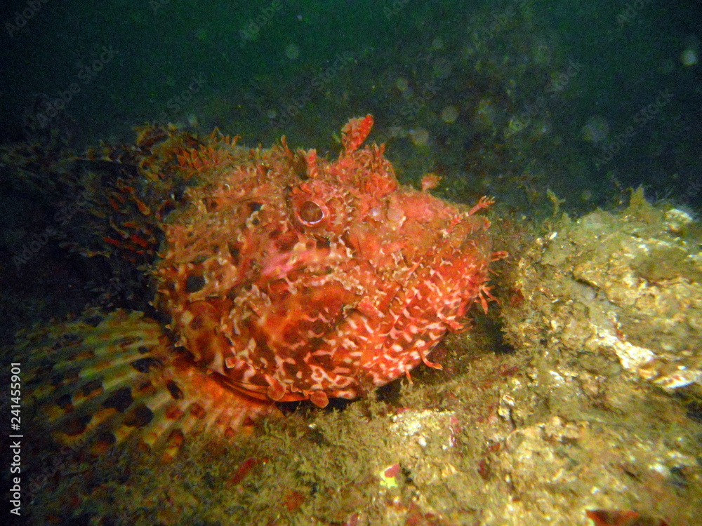 Scorpaenidae (also known as the scorpionfish) are a family of mostly