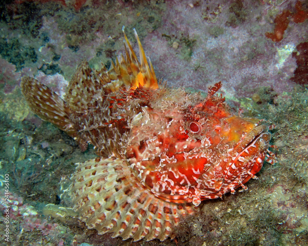 Scorpaenidae (also known as the scorpionfish) are a family of mostly