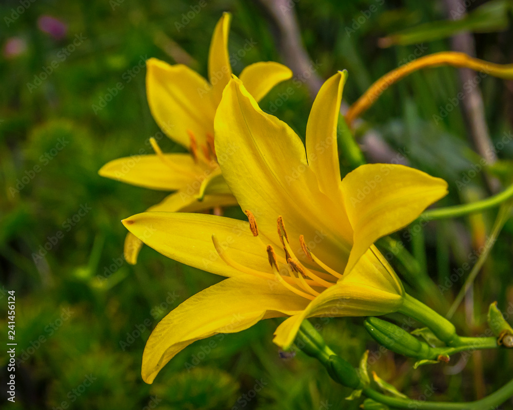 Obraz premium Yellow day Lilies flowers