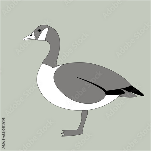 canadian goose, vector illustration , flat style 