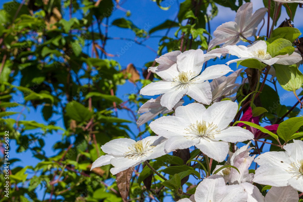Fototapeta premium White flowers of clematis on blue sky in sunny day. Elegant clematis flower on a background of green leaves. Colorful artistic image of clematis flowers in a garden