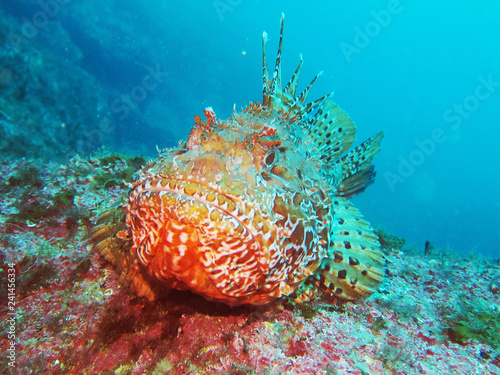 Scorpaenidae (also known as the scorpionfish) are a family of mostly marine fish that includes many of the world's most venomous species photo