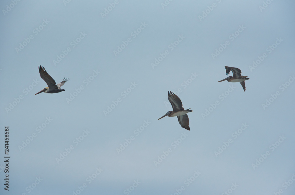 three flying pelicanos