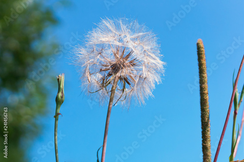 Fluffy dandelion on sky and grass background.
