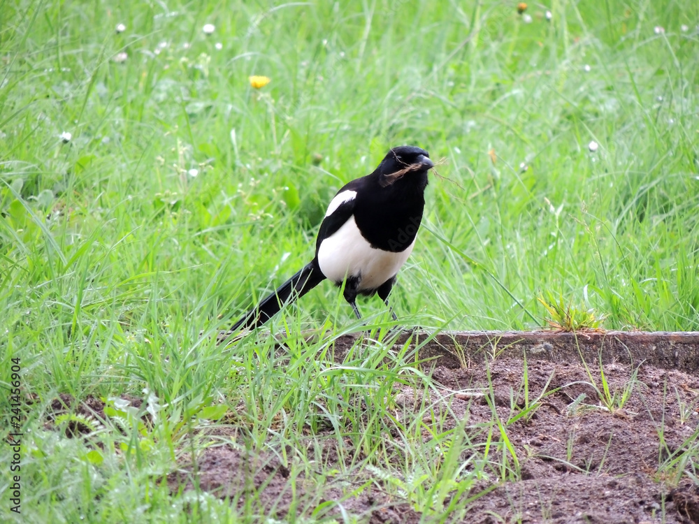 The common magpie, or european magpie (Pica pica), collects small branches for nest. Spring The common magpie, or european magpie (Pica pica), collects small branches for nest. Spring
