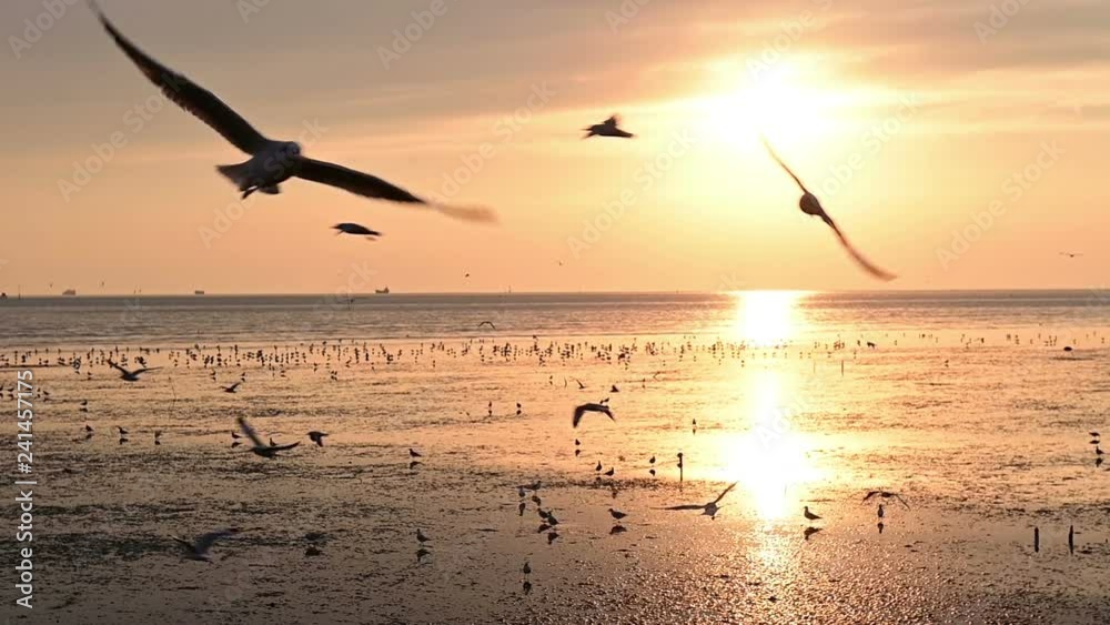 Slow motion of flying seagull birds during sunset at the beach Slow motion of flying seagull birds during sunset at the beach