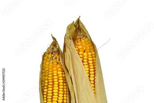 Dry corn ears isolated over a white background photo