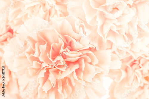 Soft focus of close up light orange pastel carnation flower