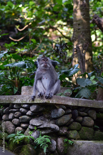 Macaque monkey at Ubud Sacred Monkey Forest Sanctuary, a nature reserve in Ubud, Bali Island, Indonesia