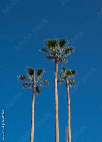 Palm trees Tenerife