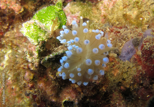 Nudibranch called Janolus Cristatus