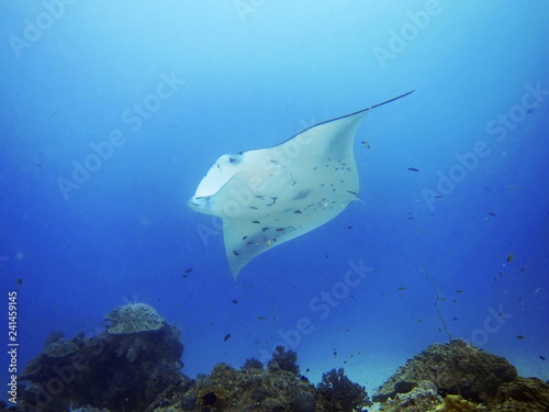 The giant oceanic manta ray  Manta birostris  is a species of ray in the family Mobulidae  and the largest type of ray in the world