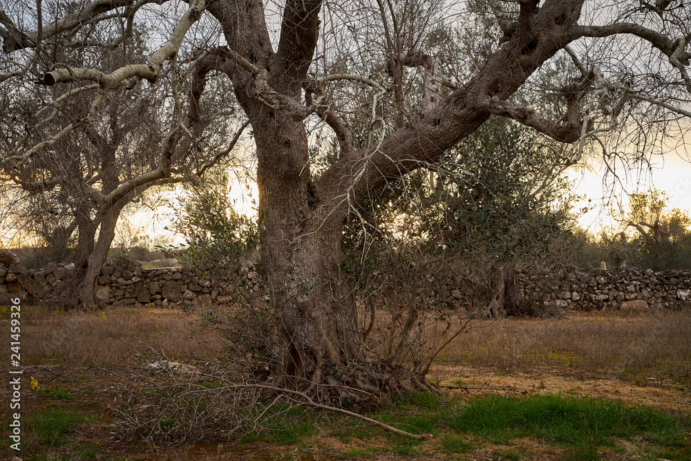 Landscape with trees at sunset in Salento - Southern Italy Landscape with trees at sunset in Salento - Southern Italy