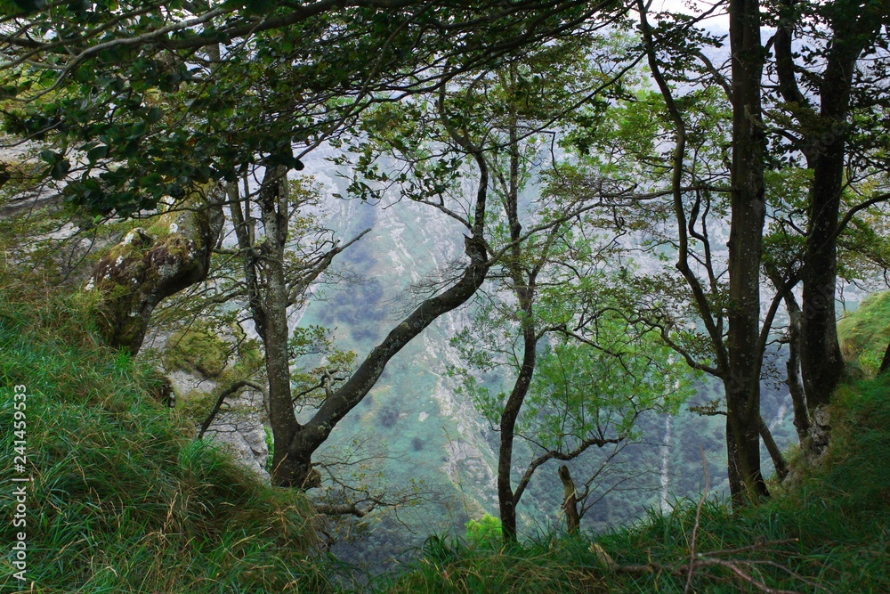 different types of trees in the forests of the Basque country