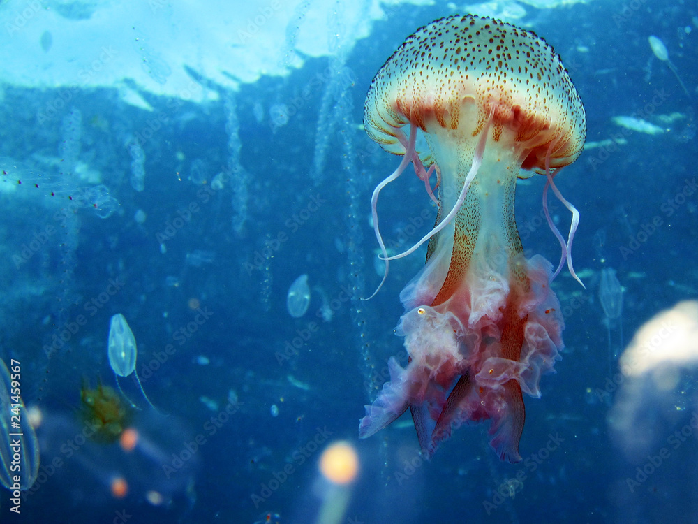 Jellyfish or sea jellies are the informal common names given to the