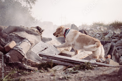 Dog looking for injured people in ruins after earthquake.
