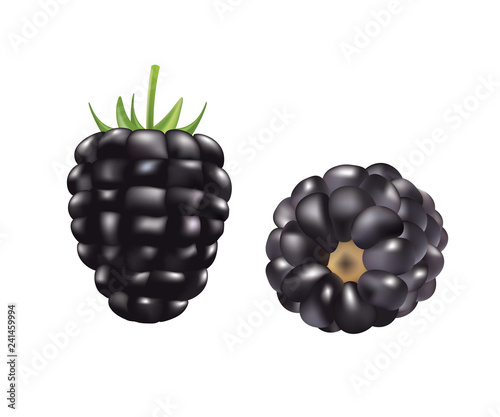 Blackberry. vector illustration