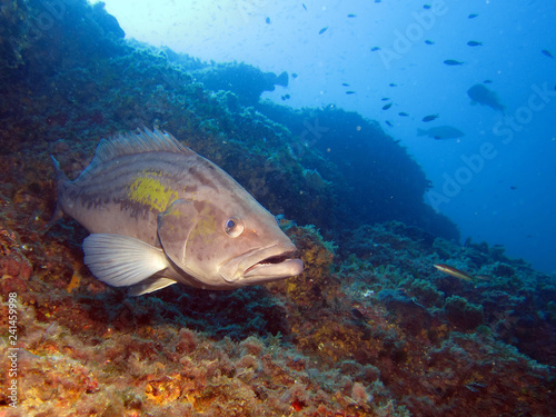 Groupers are fish of any of a number of genera in the subfamily Epinephelinae of the family Serranidae, in the order Perciformes.