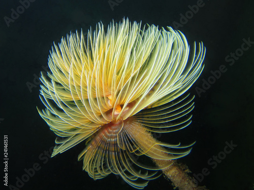 Sabellida is a suborder of annelid worms in the class Polychaeta photo