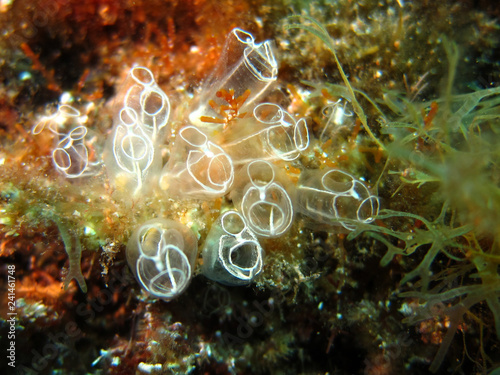 A tunicate is a marine invertebrate animal, a member of the subphylum Tunicata, which is part of the Chordata, a phylum which includes all animals with dorsal nerve cords and notochords photo
