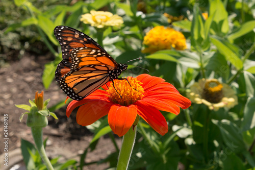 Brightly colored butterfly feeds on nectar from an orange garden flower