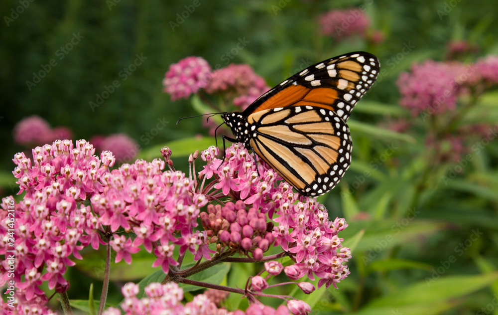 Colorful Monarch Butterfly pollinates rose milkweed plants in a meadow Colorful Monarch Butterfly pollinates rose milkweed plants in a meadow