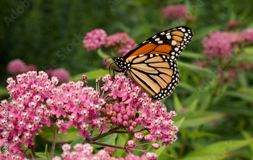 Colorful Monarch Butterfly pollinates rose milkweed plants in a meadow