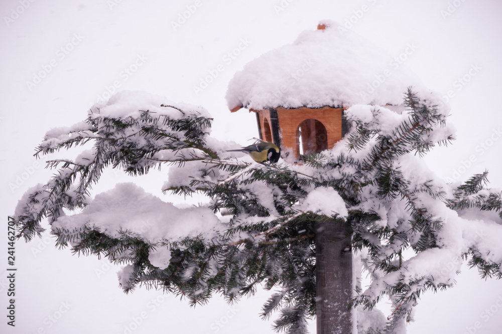 Vogelhaus im Winter mit Blaumeise Vogelhaus im Winter mit Blaumeise