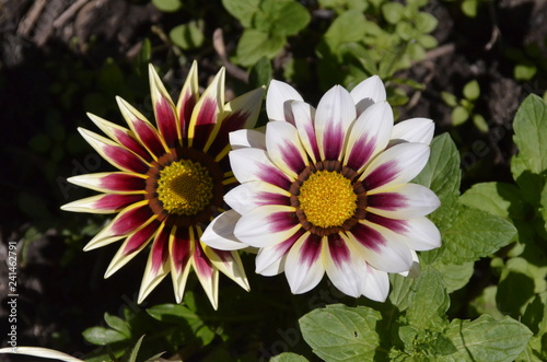 Gazania harsh Gazania rigens is a perennial. Leaves - quite dense  below beloopushennye  dark green color. Flowers bronze  yellow or red  and spots at their base black  white or brown.