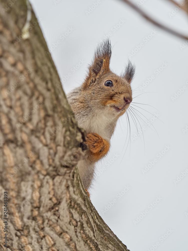 Squirrel cautiously sitting on tree Squirrel cautiously sitting on tree