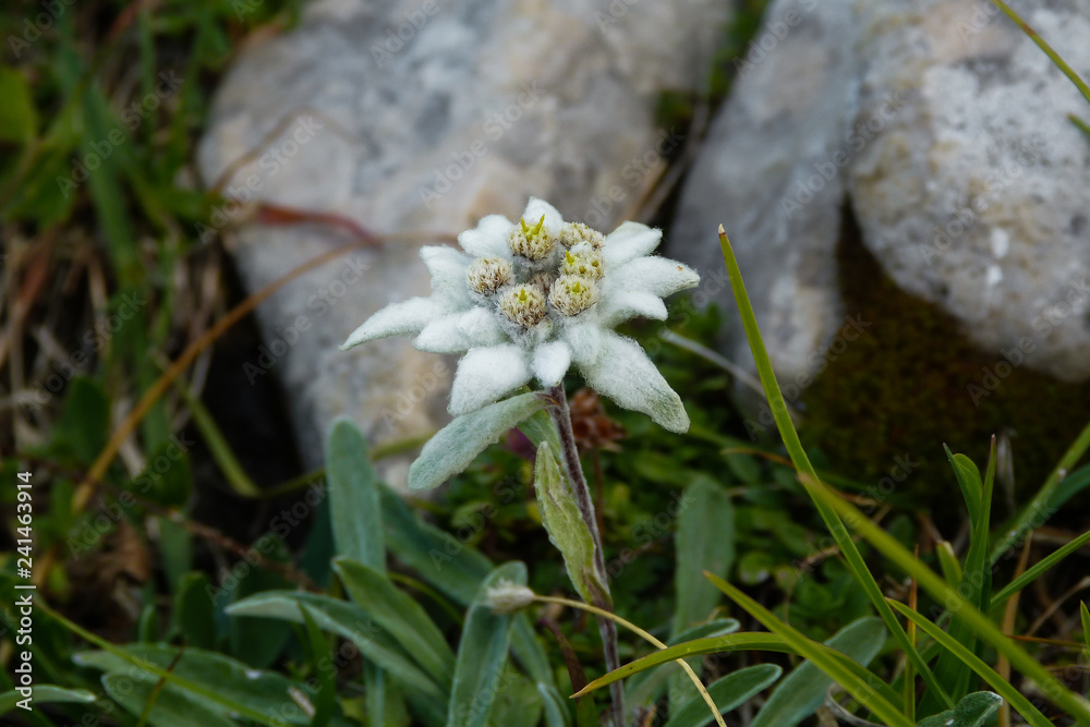 Stella alpina (Leontopodium alpinum),primo piano,fiore Stock Photo