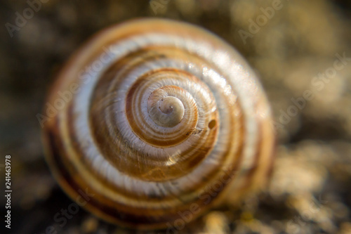 Close up of a snail shell