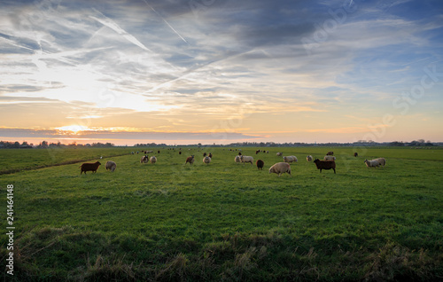 Dutch sheeps at farm © Dutch Creator