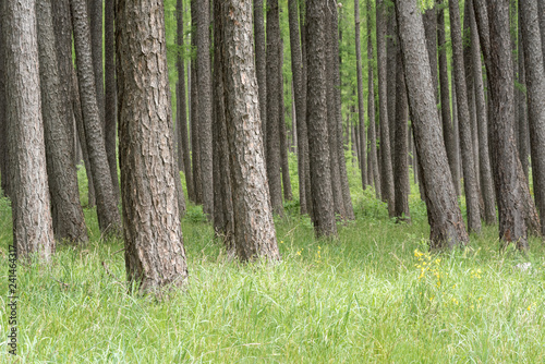 Bare trunks of pine trees in a plantation forest growing over lush, green grass. Near Hanmer Springs, Canterbury, New Zealand. photo