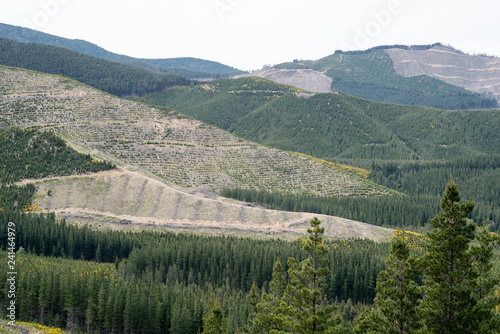 Patchwork of plantation forest with stands of trees at various stages of maturity. Jollies Pass, Hanmer  Springs, Canterbury, New Zealand. photo