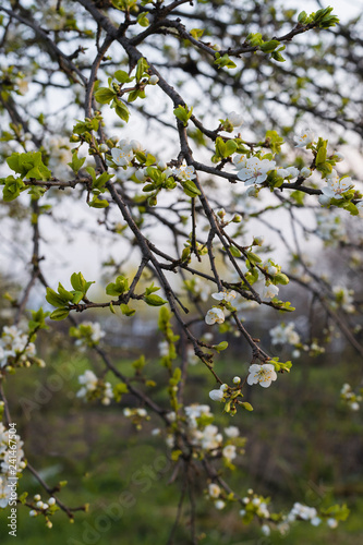 Blossoming branch of a tree in early spring